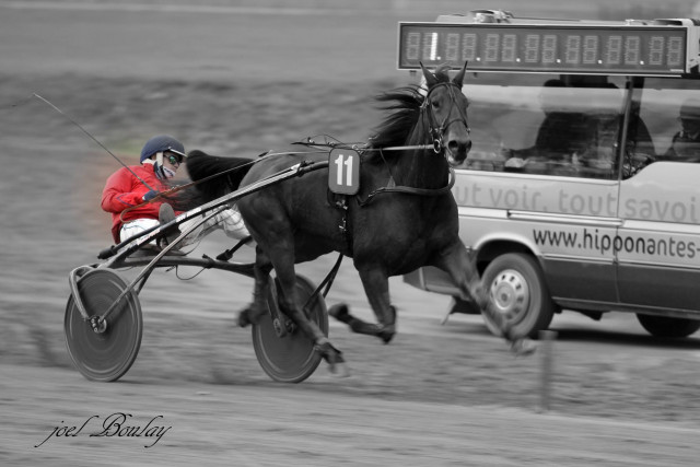 Hippodrome de Nantes - Trot attelé 